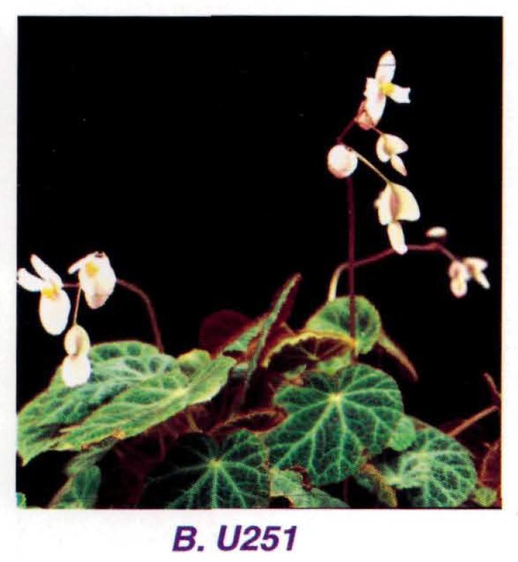 B. u251